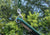Deluxe Swing Belt Deluxe Swing Belt