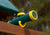 Lifestyle view of Telescope w/ Compass  from Gorilla Playsets.